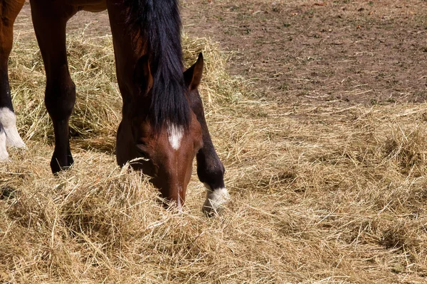 Cavalos Campo — Fotografia de Stock