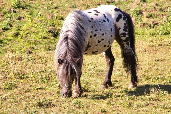 Caballos Campo — Foto de Stock