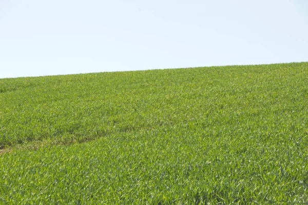 Green Grass Field Sky — Stock Photo, Image