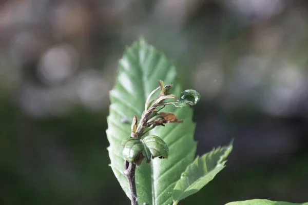 植物への露の滴 — ストック写真