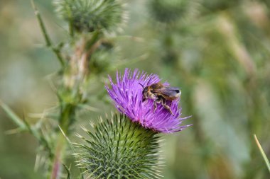 Devedikeni üzerinde bir arı