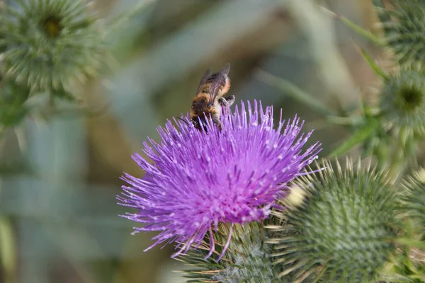 Biene Auf Einer Distel — Stockfoto