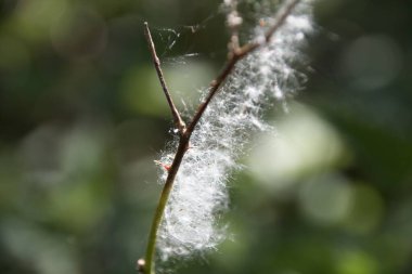 Yeşil arka planda karahindiba