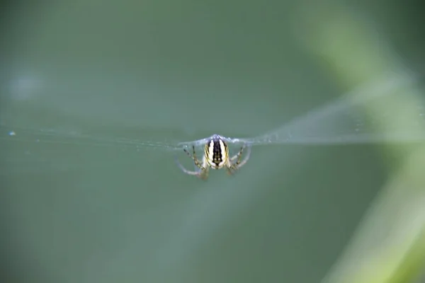 Örümcek Üzerinde — Stok fotoğraf