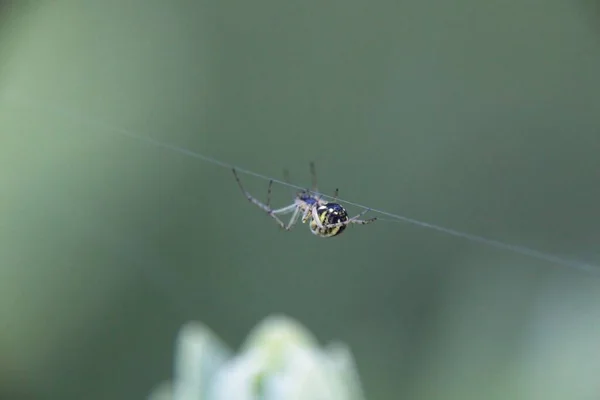 Αράχνη Ένα Διαδίκτυο — Φωτογραφία Αρχείου