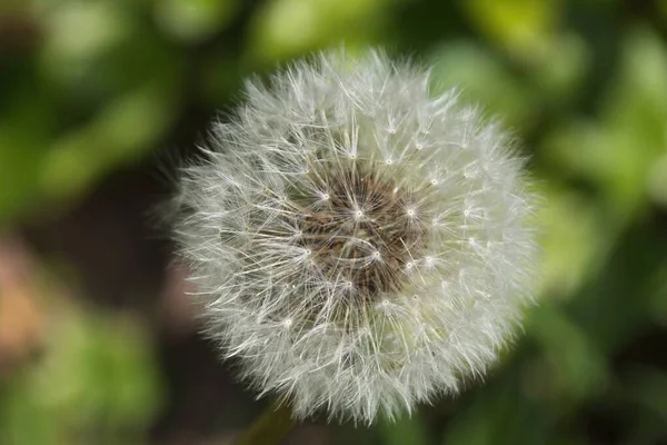 Löwenzahn Auf Grünem Hintergrund — Stockfoto