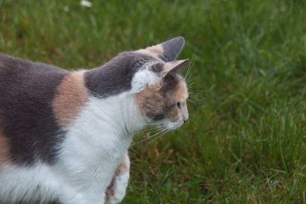 Eine Katze Auf Gras — Stockfoto