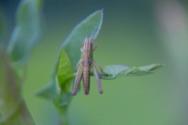 Yaprağın üzerindeki çekirge