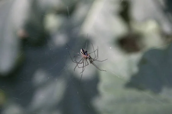 クモの巣に — ストック写真