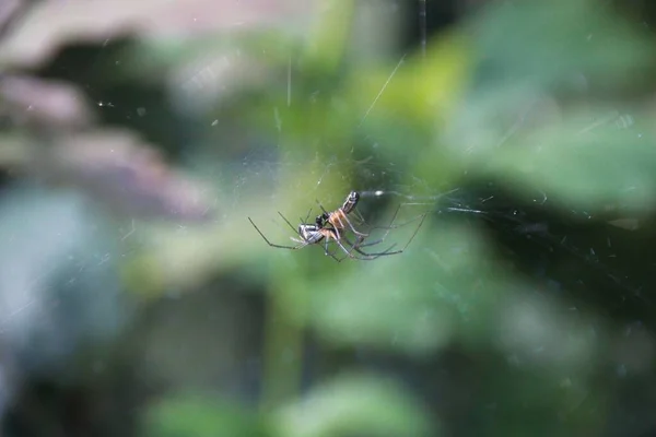 Spider Web — Stock Photo, Image