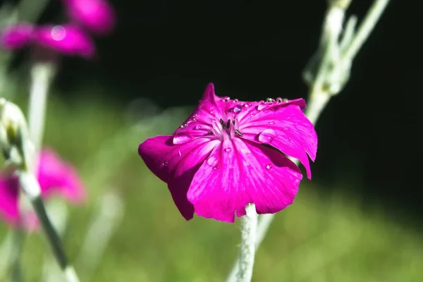 Primer Plano Una Flor Rosa —  Fotos de Stock