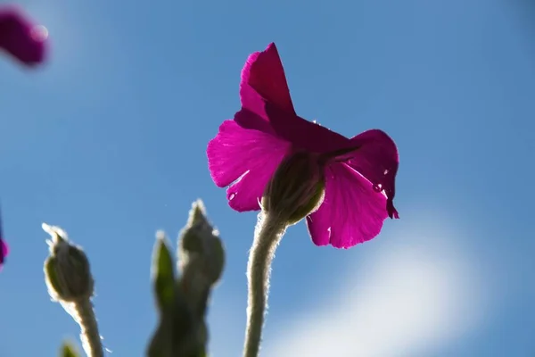 Крупним Планом Рожева Квітка — стокове фото