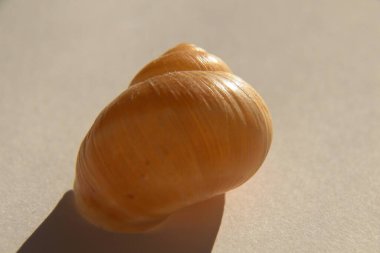 Ağaçtaki salyangoz