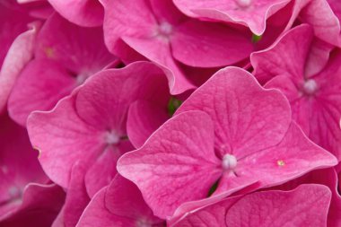 Pembe çiçeğe yaklaş.