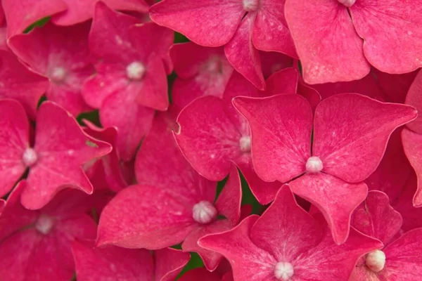 Közeli Rózsaszín Virág — Stock Fotó