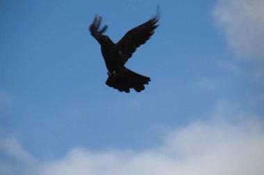 bir ağaçtaki karga