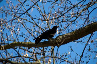 bir ağaçtaki karga