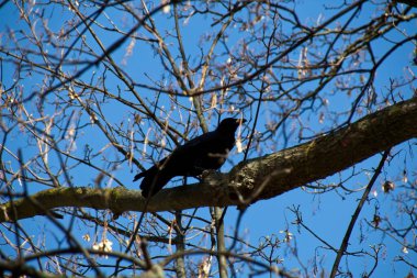 bir ağaçtaki karga