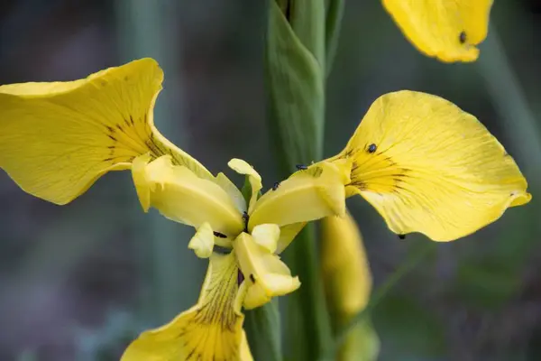 Borboleta Amarela Uma Flor — Fotografia de Stock