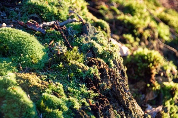 Musgo Floresta — Fotografia de Stock