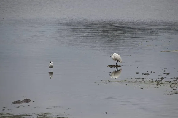 Great White Heron Ardea Alba — Stockfoto