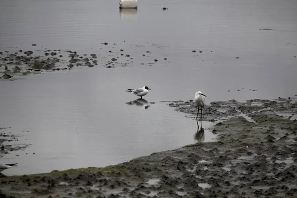 Great White Heron Ardea Alba — Stockfoto