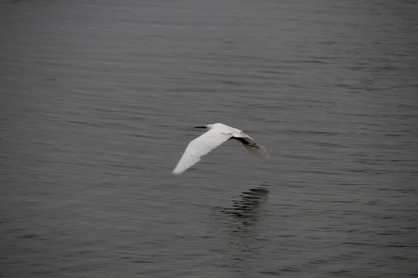 Silberreiher Ardea Alba — Stockfoto