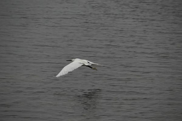 Grande Garça Branca Ardea Alba — Fotografia de Stock