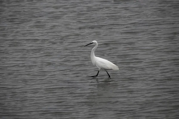 Grande Garça Branca Ardea Alba — Fotografia de Stock