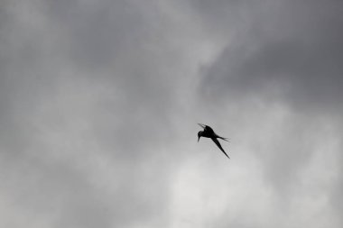 Gökyüzünde martı