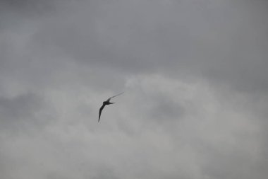 Gökyüzünde martı