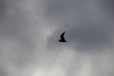 Gökyüzünde martı