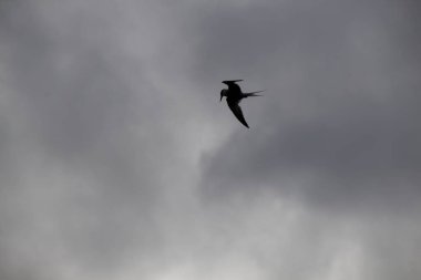 Gökyüzünde martı