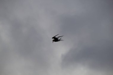 Gökyüzünde martı