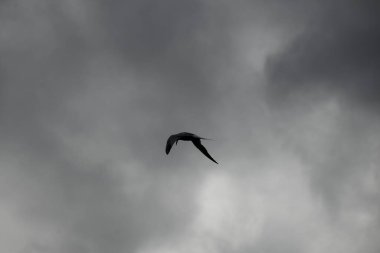 Gökyüzünde martı