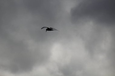 Gökyüzünde martı