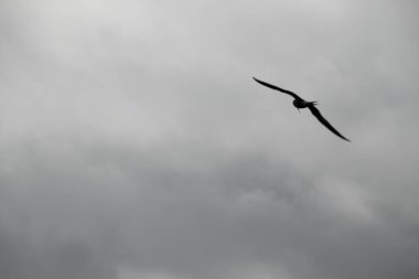 Gökyüzünde martı