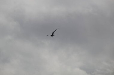 Gökyüzünde martı