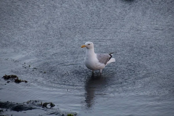 Möwe Strand — Stockfoto