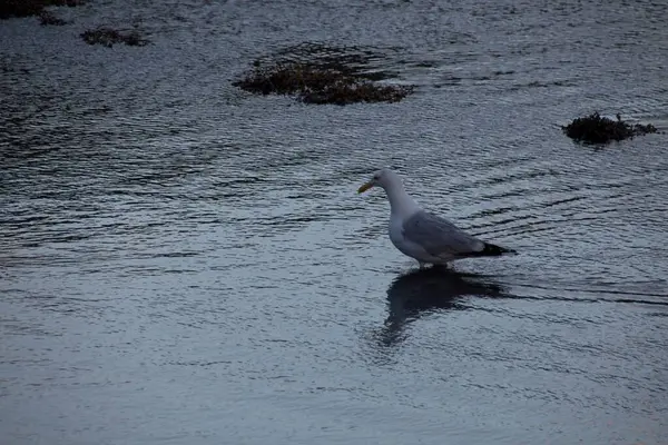 Mouette Sur Plage — Photo