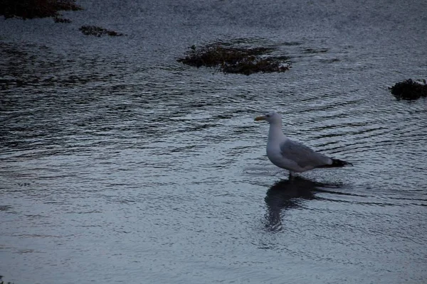 Mouette Sur Plage — Photo