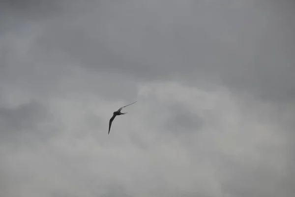 Gaivota Céu — Fotografia de Stock