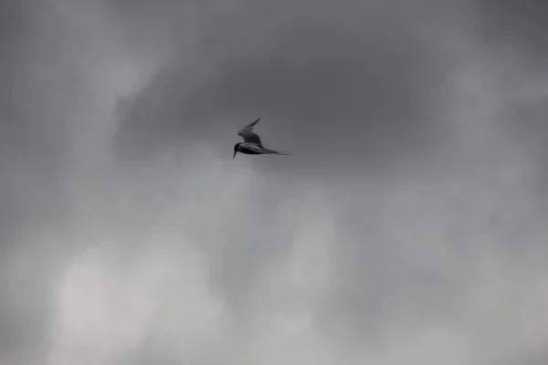 Mouette Dans Ciel — Photo