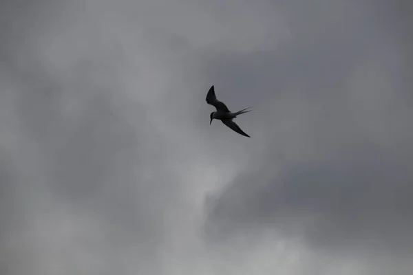 Mouette Dans Ciel — Photo