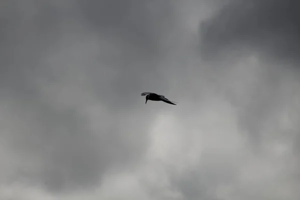 Mouette Dans Ciel — Photo