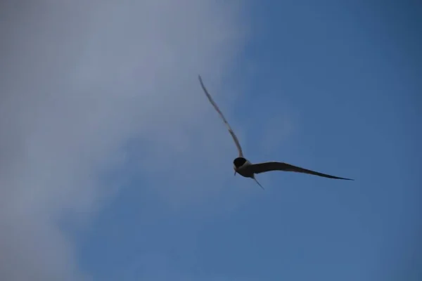 空中的海鸥 — 图库照片