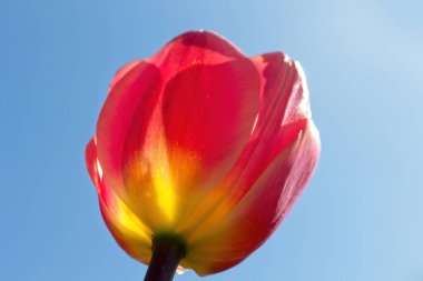 kırmızı ve sarı lale