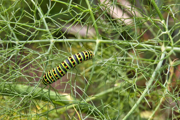 Green Caterpillar Leaf — Stock Photo, Image