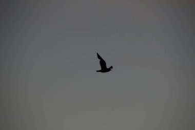 Gökyüzündeki kuş