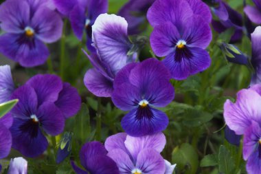 Pembe bir çiçeğe yaklaş